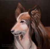 sheltie Collie pet portrait commission